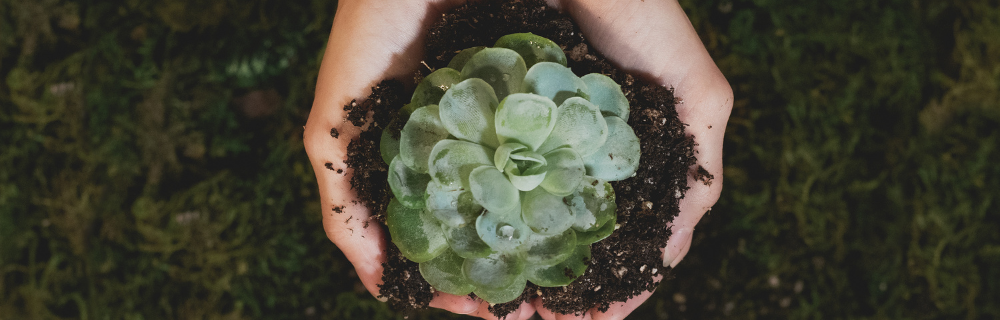 Top Vegan Supplements in the UK (2025 Update)